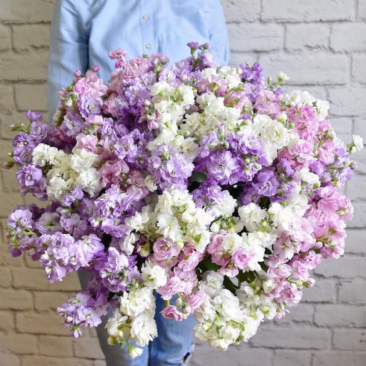 Облако маттиол в Кемерово