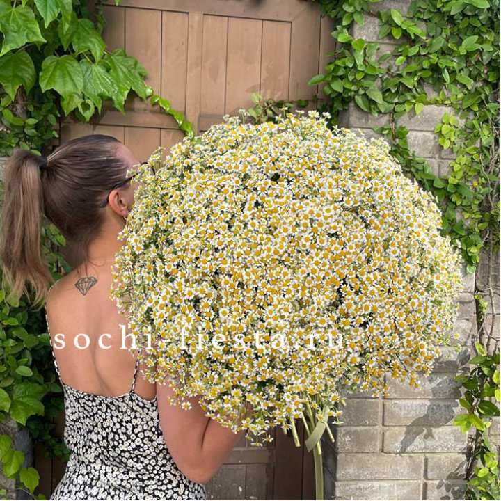 101 ромашка в Кемерово