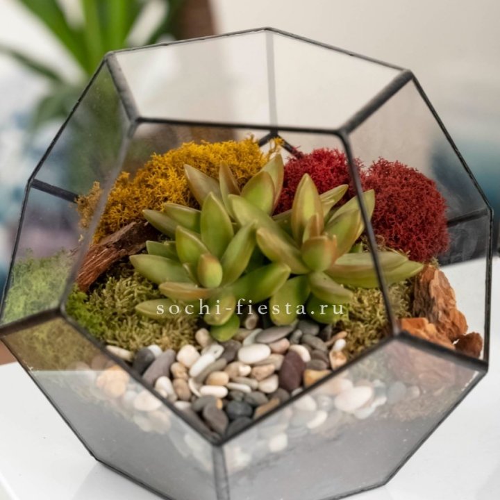 Флорариум “Додекаэдр” с суккулентом Седум в Кемерово