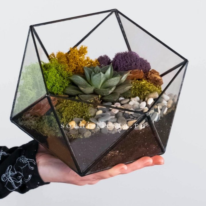 Флорариум “Икосаэдр” с суккулентом Каменная Роза в Кемерово
