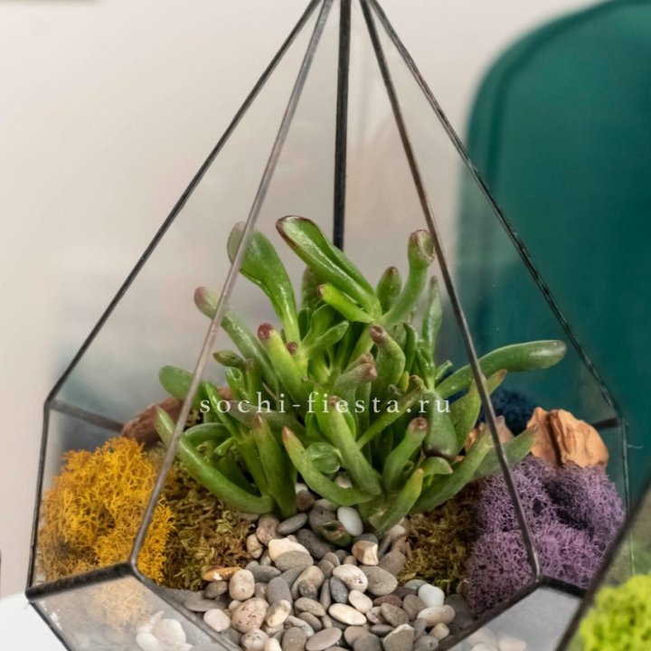 Флорариум “Капля” с суккулентом Крассула Хоббит в Кемерово