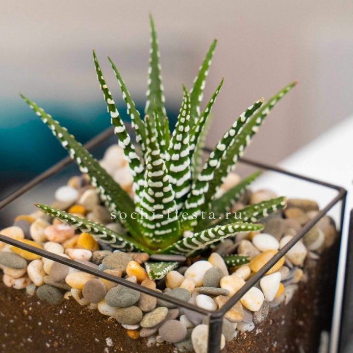 Флорариум Кубик с суккулентом Хавортия в Кемерово