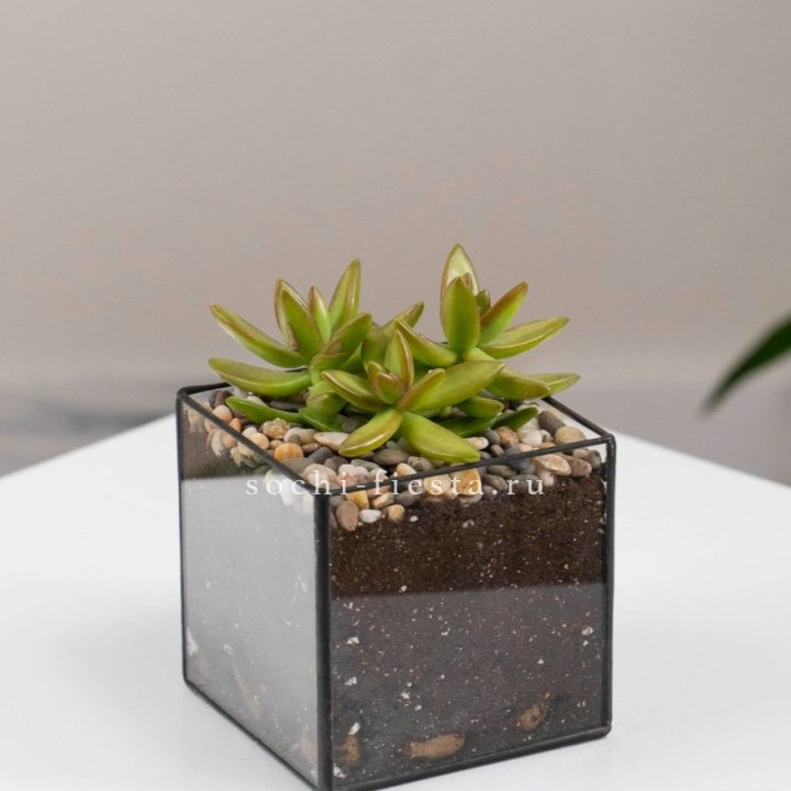 Флорариум Кубик с суккулентом Седум в Кемерово