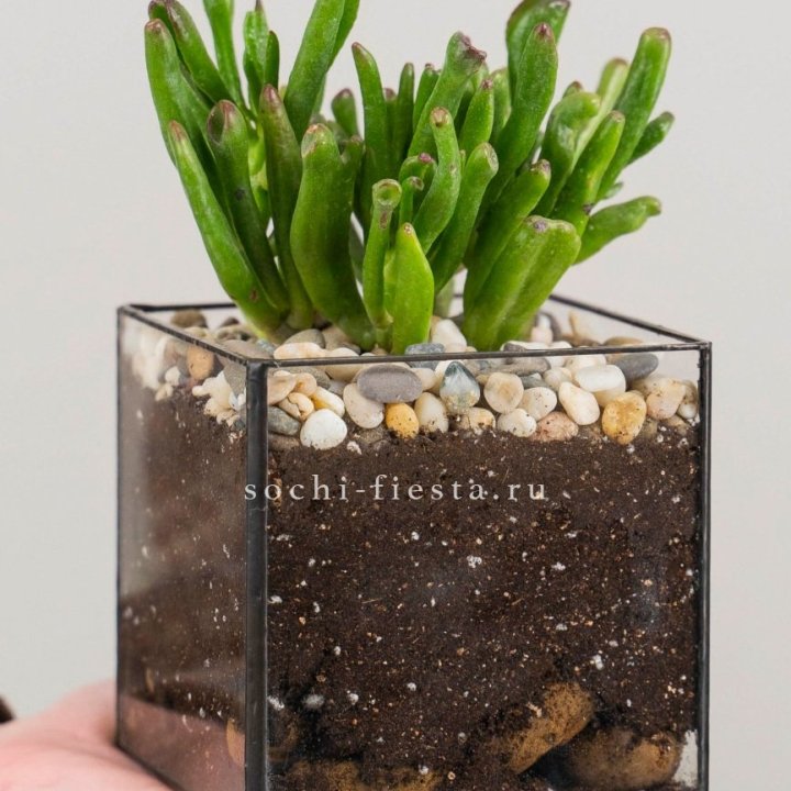 Флорариум Кубик с суккулентом Хоббит в Кемерово