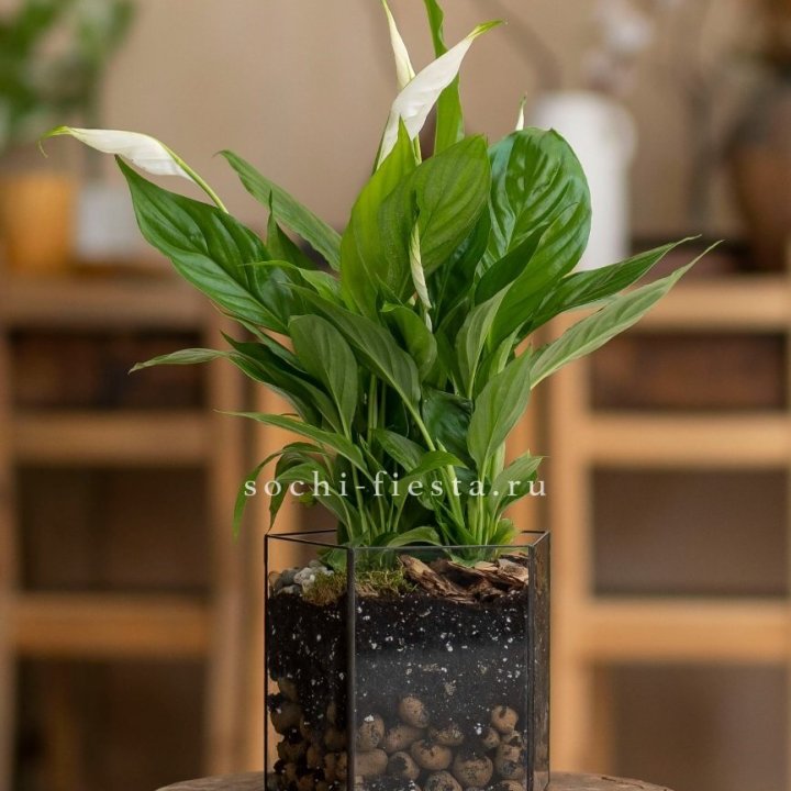 Спатифиллум в кашпо Пятиугольник в Кемерово