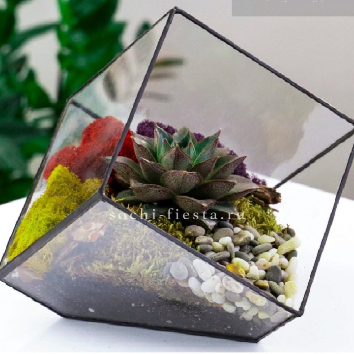 Флорариум Куб усеченный с суккулентом Каменная роза в Кемерово