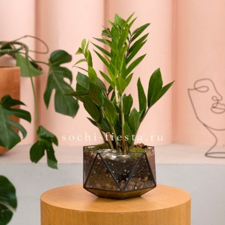 Замиокулькас в кашпо Икосаедр в Кемерово