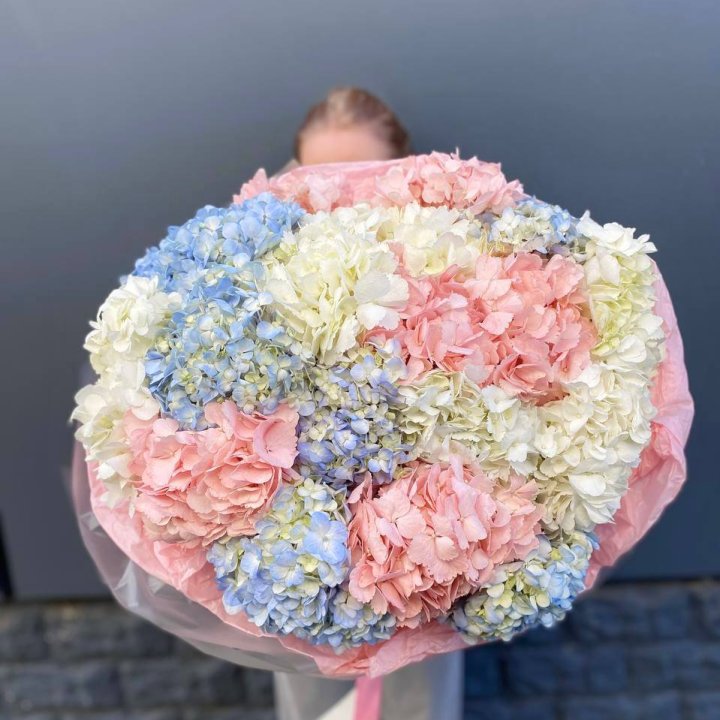 19 гортензий микс в Кемерово
