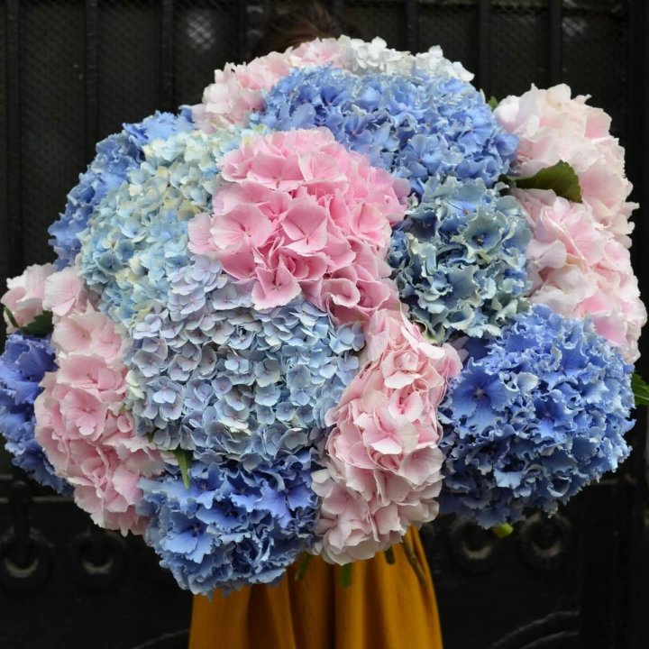 Букет гортензий "Фонтан" в Кемерово