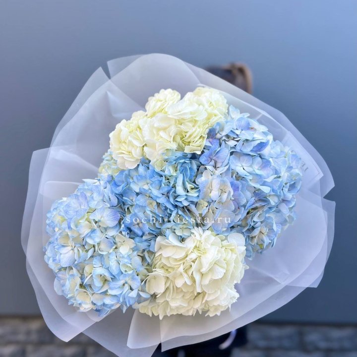 5 бело-голубых гортензий в Кемерово