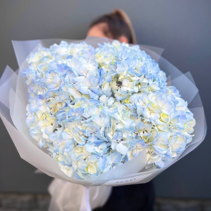 5 голубых гортензий в Кемерово