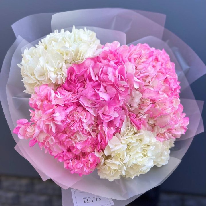5 бело-розовых гортензий в Кемерово