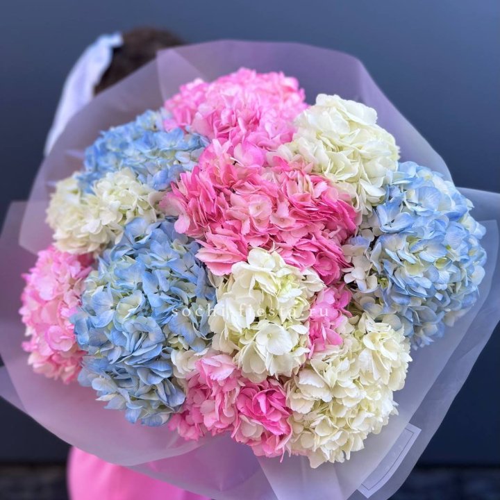 11 гортензий микс в Кемерово