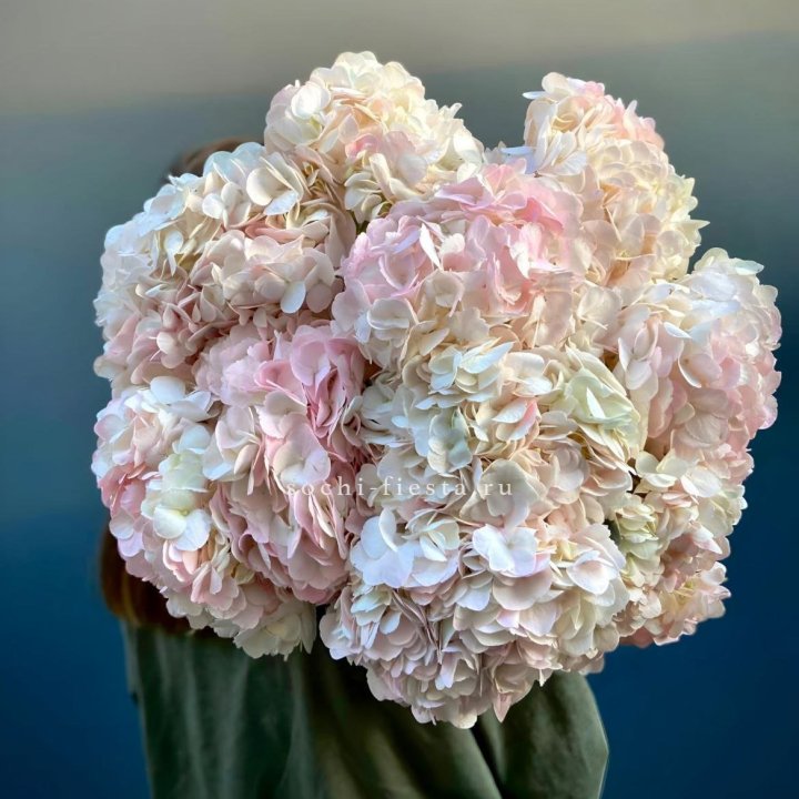 Охапка розовой гортензии в Кемерово
