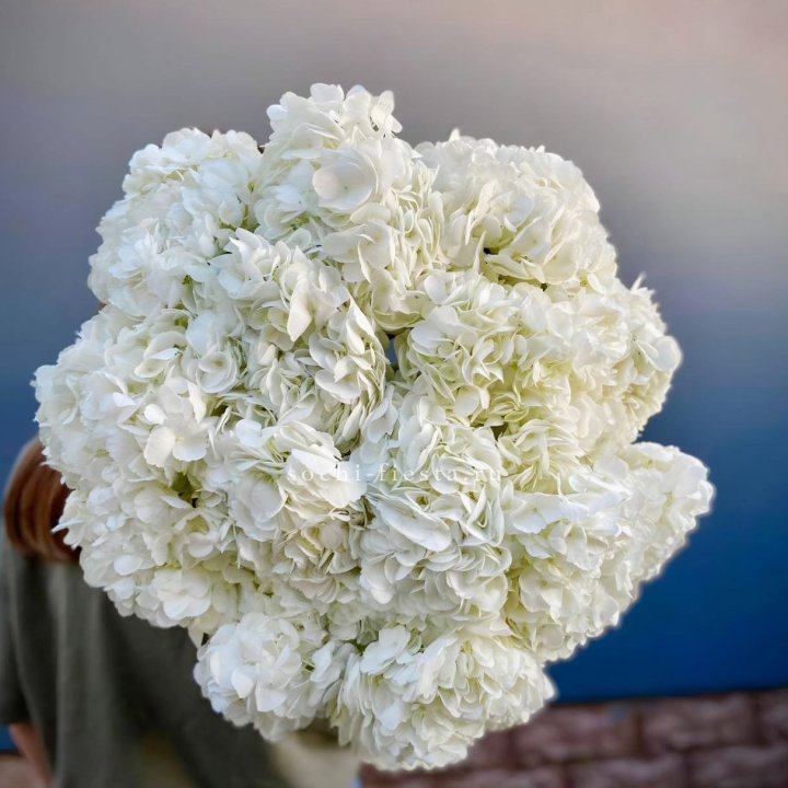 Охапка белой гортензии в Кемерово