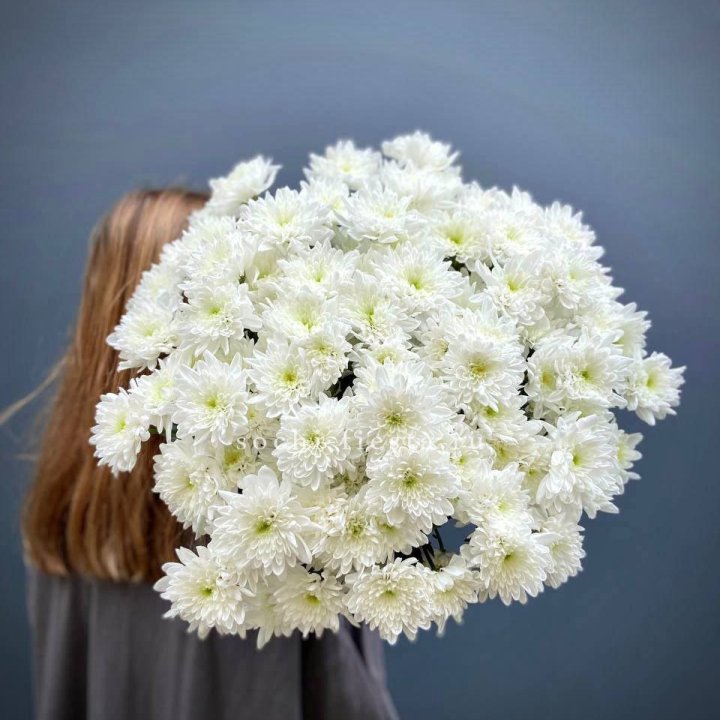 Охапка Хризантемы кустовой в Кемерово