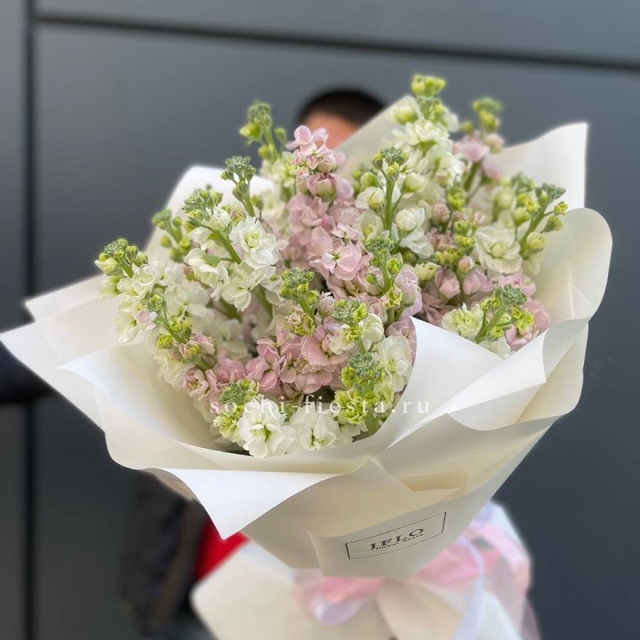 29 маттиол  в Кемерово