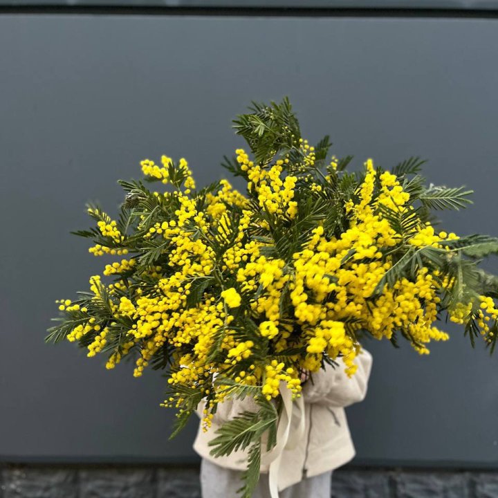 Охопка мимозы в Кемерово