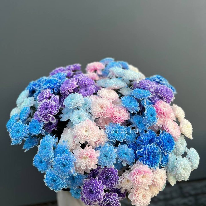 25 цветных хризантем в Кемерово