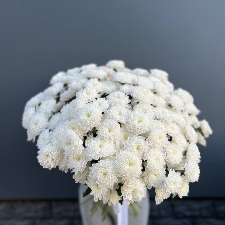  25 хризантем белых в Кемерово