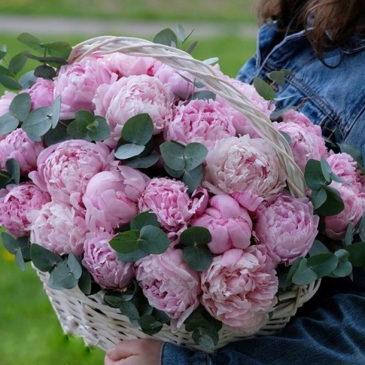 51 пион в корзине в Кемерово