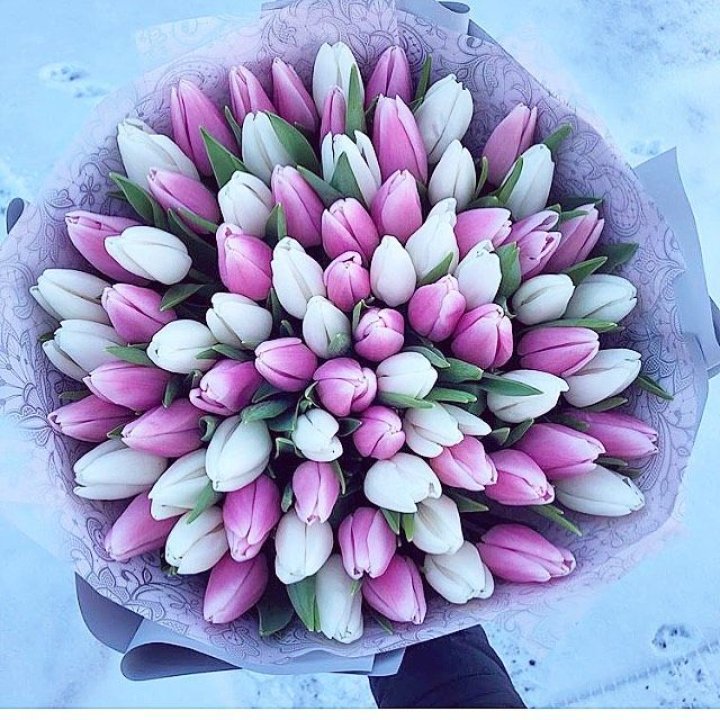 101 тюльпан "Лолипоп" в Кемерово